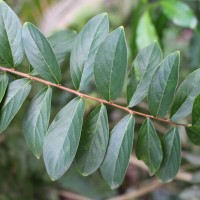 Lagerstroemia indica L.